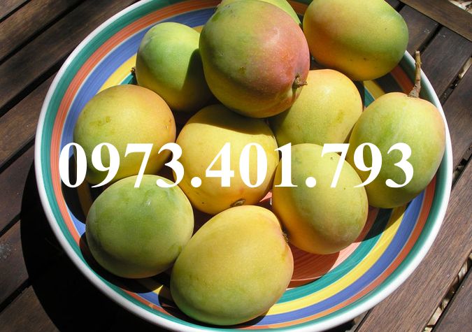 CÂY GIỐNG XOÀI ÚC